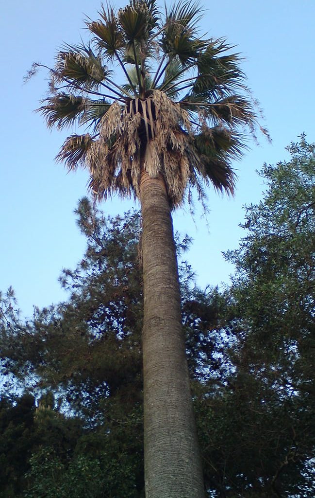 corfu-tree